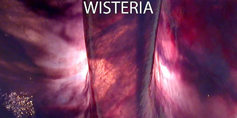 Wisteria